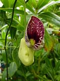 elegant Dutchman's pipe